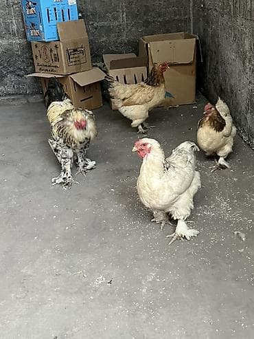 попкорн зерно: Продаю | Куры | Брама | Для разведения — 5