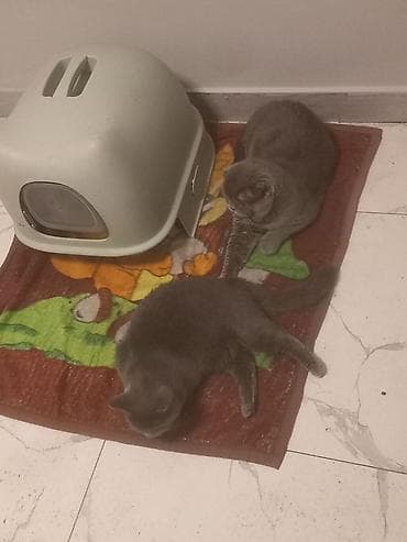 хомяк домашний купить: Скотиш Фолд (Шотландская вислоухая), 1 месяц, Девочка, Голубой, Приучена к лотку — 4