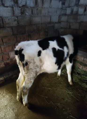 отдам даром щенка немецкой овчарки бишкек: Продаю | Музоо, торпок | Голштин | Для молока | Привязанные — 1