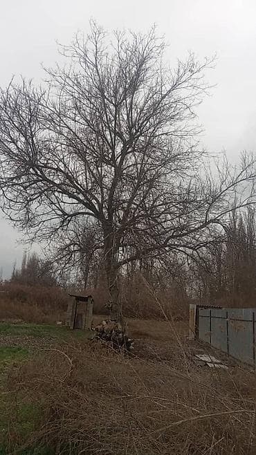 Уход и хранение одежды: Продаю орех большой — 2