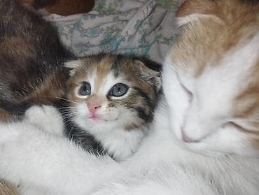 пит: Шотландские котята (вислоухие/страйт от вислоухой кошки) - Помёт от — 5