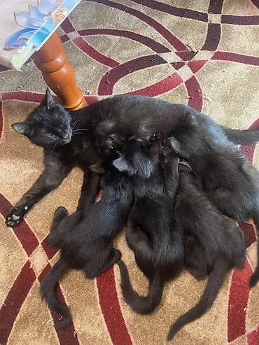 Продажа кошек: Черные котята от домашней кошки - Помет из нескольких котят, все с — 3