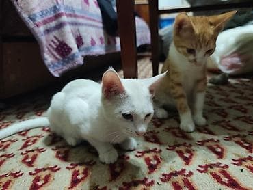 d cat: КОТЁНОК БЕЛЕНЬКИЙ ДЕВОЧКА 2,5 МЕСЯЦА. Котята домашние — 10