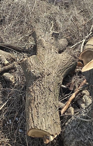 Отун: Отун Эмен, Өзү алып кетүү — 4