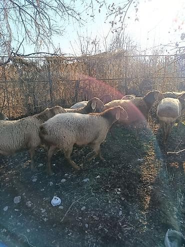 где продаются собаки: Продаю | Овца (самка) | Для разведения | Матка — 8