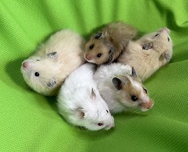 Собаки: Продаются хомячки ручные. В нашем питомнике вы можете приобрести — 1