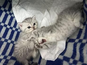 Шотландские короткошёрстные котята, серебристые шиншиллы (окрас — 7