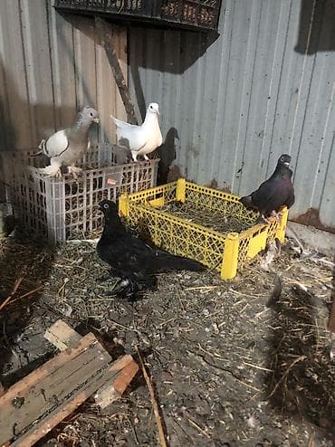 попугай ара купить: Продаю село беловоцк — 4