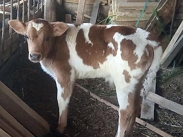 породистые телята: Продаю | Музоо, торпок | На откорм — 4