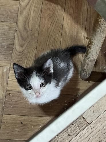 котята фото: Котята в добрые руки. На фото — подкидыши в коробке, нашли на — 1
