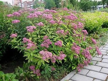 куплю барбарис: Платная доставка, Бесплатная доставка, Самовывоз — 7