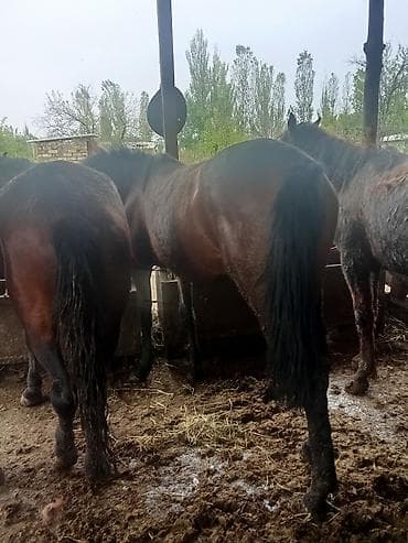 Животные: Продаю | Кобыла (самка) | На забой — 3