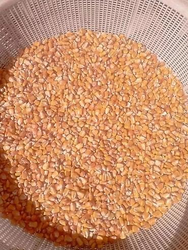 Дом и сад: Кукурузные зерна (сухие) - Желтые отборные зерна кукурузы для — 1