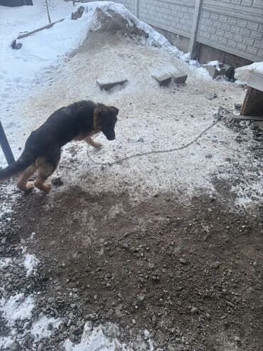 ит итер ош: Немецкая овчарка, 5 месяцев, Самец, С прививкой, С родословной — 7