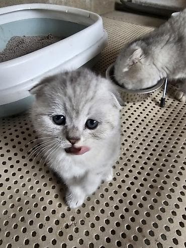 шотландская короткошерстная: Шотландские котята (fold/скоттиш-фолд) серебристого окраса - Окрас — 3