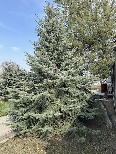 уй емеректер: Ель голубая (Picea pungens, Blue Spruce) — декоративные крупномеры для — 1