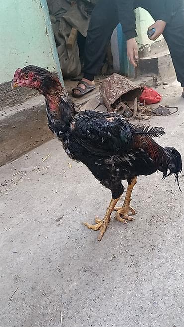 птица голуби: Продаю | Петух | Бойцовая | Для разведения — 4