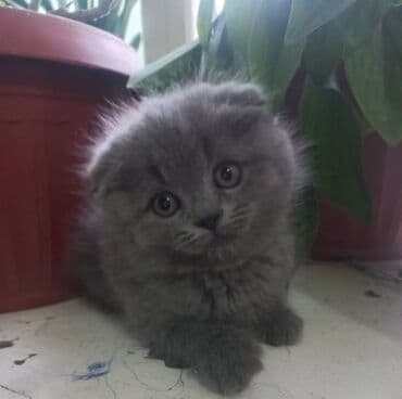 дом для кош: 2 месяца, Мальчик, Серый — 1