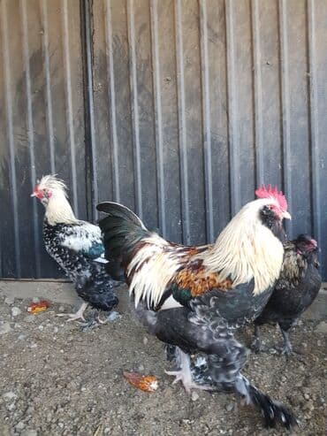 наполнители для кошек: Петушки — 7