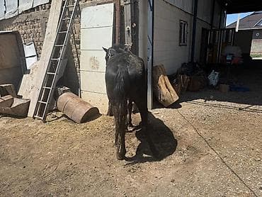 Животные: Продаю | Кобыла (самка) | Рабочий — 7