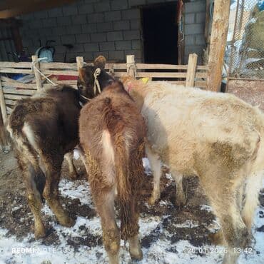 птица канарейки: Продаю | Тёлка | На откорм | Привязанные — 4