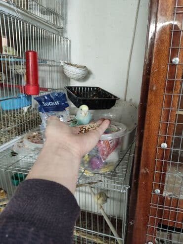 сколько стоит 1 кг домашних пельменей: Волнистые попугаи особо отличаются болтливостью довольно легко — 3