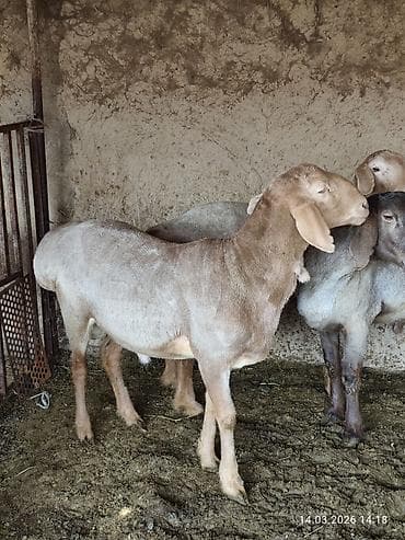Эчкилер, текелер: Сатам | Кочкор (эркек) | Көбөйтүү үчүн | Асыл тукумдуу — 2