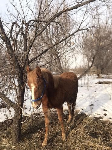 ат тырмо: Продаю | Жеребенок — 3