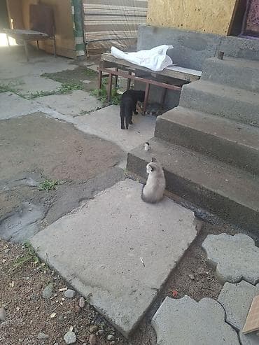 бесплатно кошка: Кошка даром: Беспородная, 1 месяц, Мальчик, Метис — 5