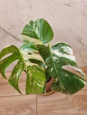 полка для комнатных цветов: Сциндапсусы,сансевиерии ва,алоказия,бегония макулата монстера — 19