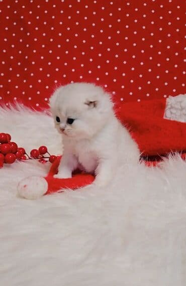 вислоухий котенок: Предлагаем для бронирования чистопородных малышей. Окрас: золотая и — 7