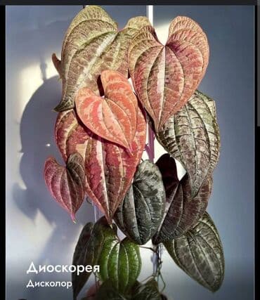 кустовые розы цена бишкек: Куплю растение диоскорею, желательно недорогой🌿 — 1