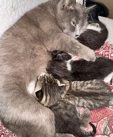 куплю кота британца: Кошка даром: Британская короткошёрстная, Девочка — 1