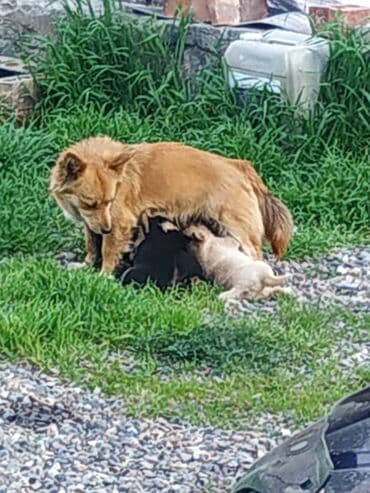 3 года, Самец