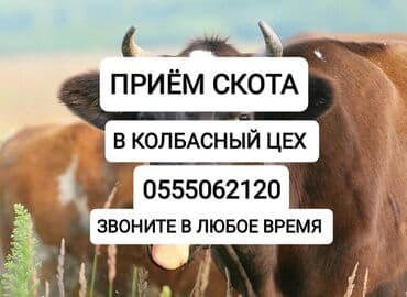 приём скота: Сатып алам | Уйлар, букалар, Жылкылар, аттар | Күнү-түнү, Бардык шартта, Союлган — 1