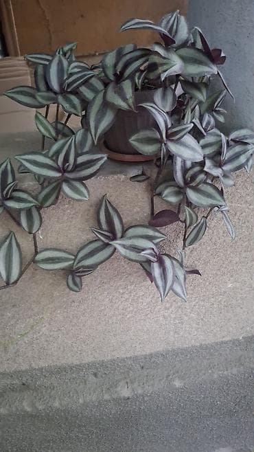 фикус бенжамина: Традесканция зебрина (Tradescantia zebrina) — ампельное комнатное — 2