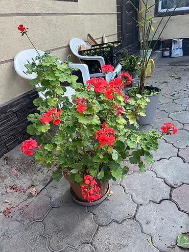 орундук: Продаю разные комнатные цветы, пальма-5000 сом. Бругмансию дерева. И — 3