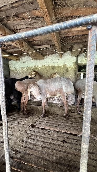 собаки рынок в бишкеке цены: Продаю | Овца (самка), Баран (самец) | На забой, Для разведения | Племенные — 4