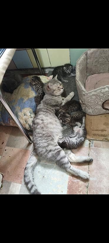 кошко: Полосатые котята от серебристой кошки - родились 13 апреля, 3 — 4