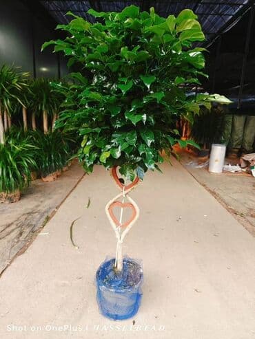 купить комнатные цветы в бишкеке: Комнатные декоративные растения в кашпо 1) Толстянка (Crassula ovata — 32