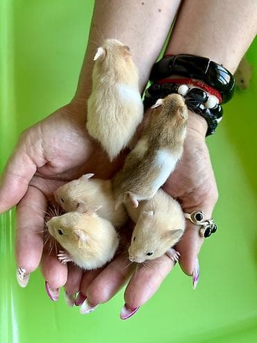 Шиншиллалар: Продаются хомячки ручные. В нашем питомнике вы можете приобрести lalafo.kg да — 2 Шиншиллалар: Продаются хомячки ручные. В нашем питомнике вы можете приобрести — 2