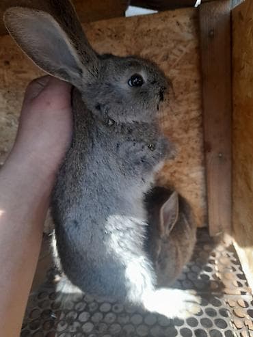 крысы дамбо: Продаю | Крольчата | Фландр | Для разведения — 2