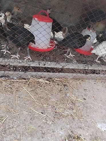 дикий перепел: Продаю | Индюшата — 4
