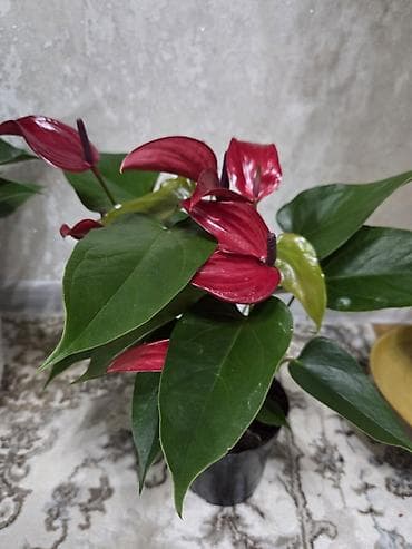 Комнатные растения: Антуриум (Anthurium andreanum) в декоративном горшке - Сорт с — 6