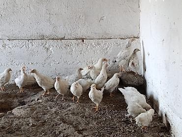 Животные: Продаю | Цыплята | На забой — 8