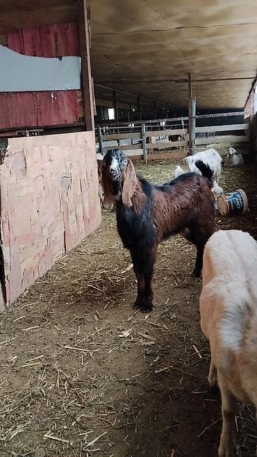 продается коза: Продаю | Козёл (самец) | Битал — 5