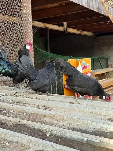 коровы животные: Продаю | Куры, Петух — 3