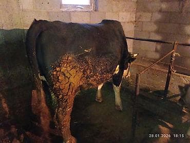 швиц парода: Продаю | Бык (самец) | Симментальская | Для разведения, Для молока — 3