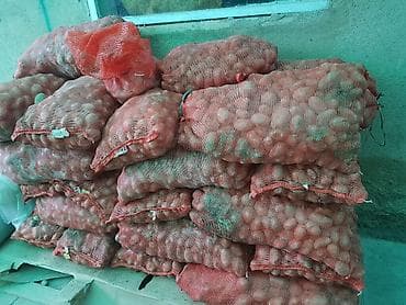 дополнительное освещение на авто: Картошка Оптом — 1