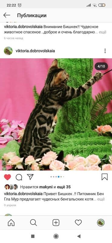 купить породистых котят: Красивейшие бенгальские котята .вырастают вот такими красавцами очень — 23